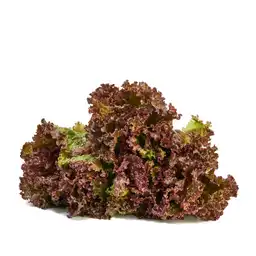 Lechuga Crespa Morada Carulla