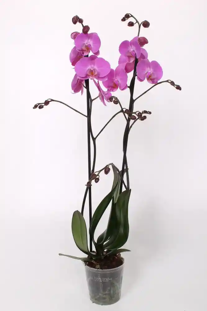 Orquidea 2 Tallos Premium Planta