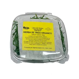 Micro Verde de Trigo Orgánico Microgreens