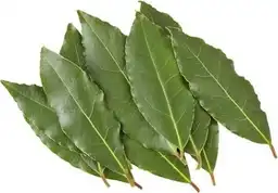 Hojas de Laurel