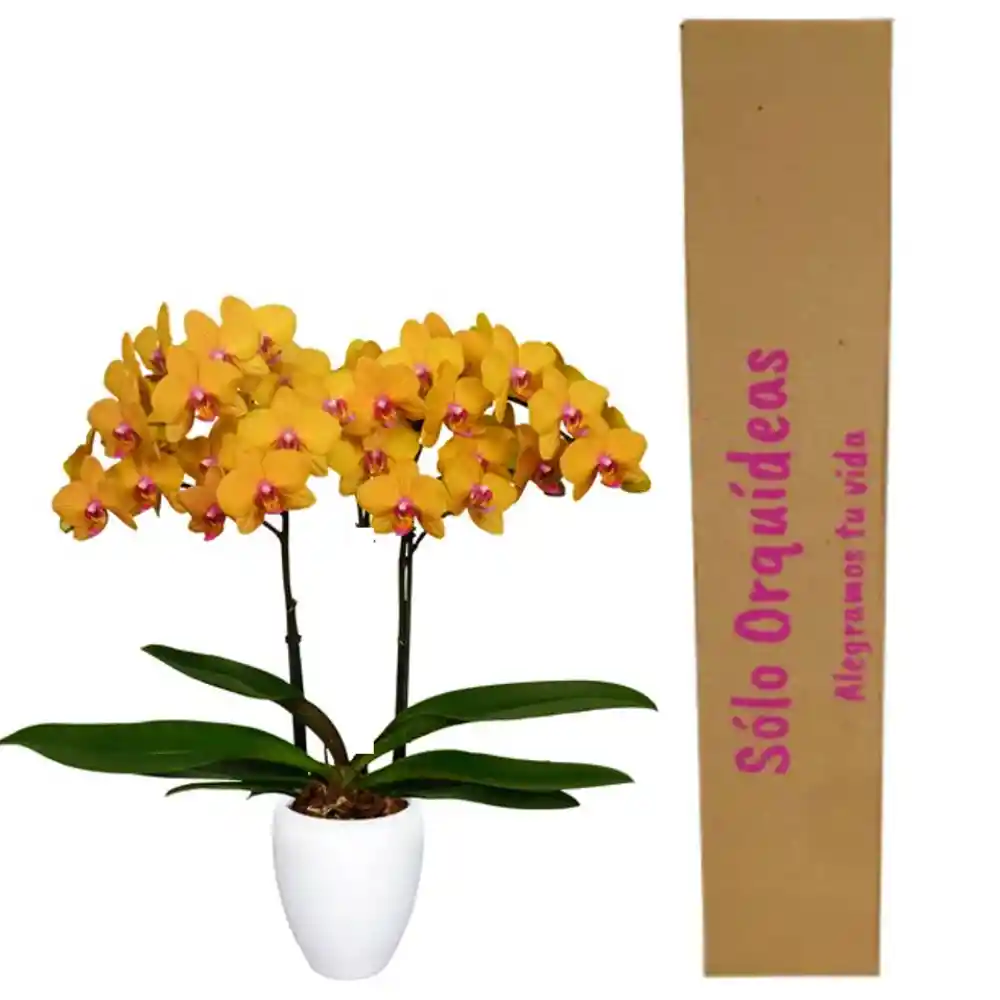 Orquidea Dos Tallos Naranja Con Matera Plastica