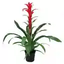 Bromelia Grande Roja