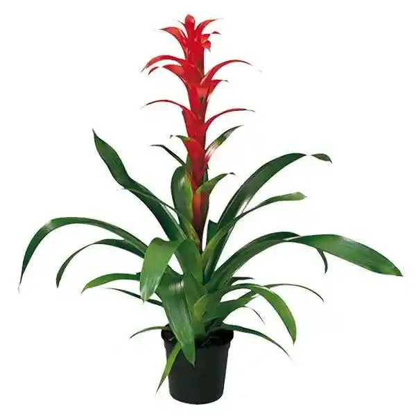 Bromelia Grande Roja