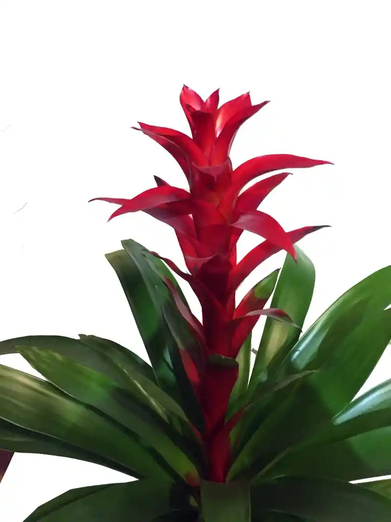 Bromelia Grande Roja