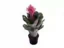 Bromelia Grande Rosada