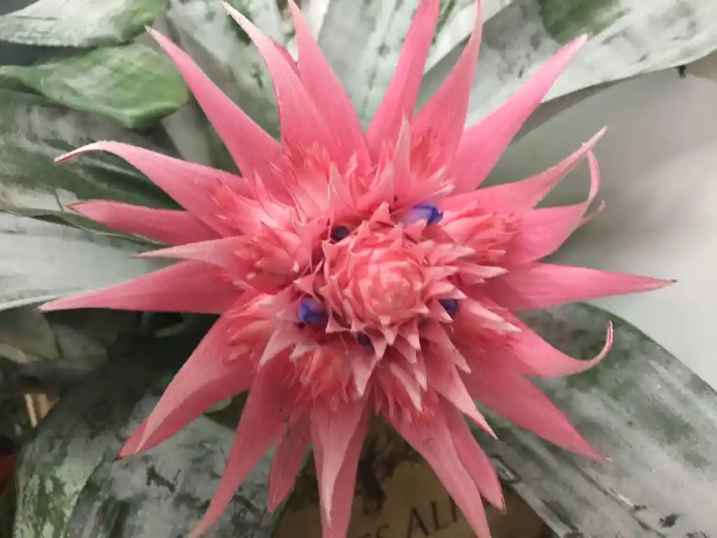 Bromelia Grande Rosada