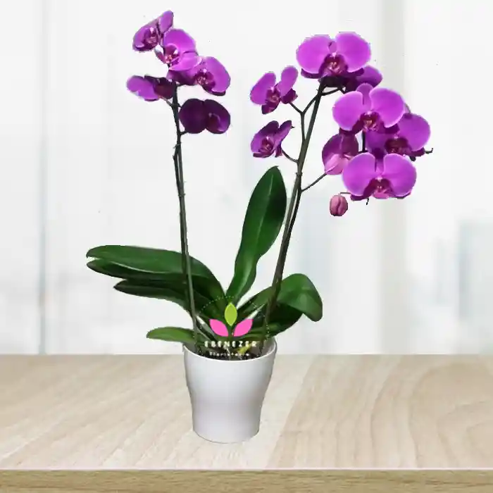 Orquidea Phalaenopsis Morada