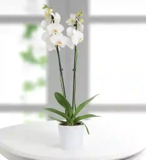 Orquidea Phalaenopsis Blanca