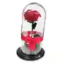 Rosa preservada Roja en Urna de Cristal