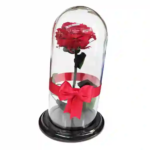 Rosa preservada Roja en Urna de Cristal