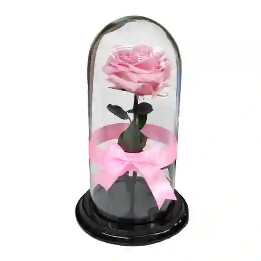 Rosa Preservada Rosada en Urna de Cristal