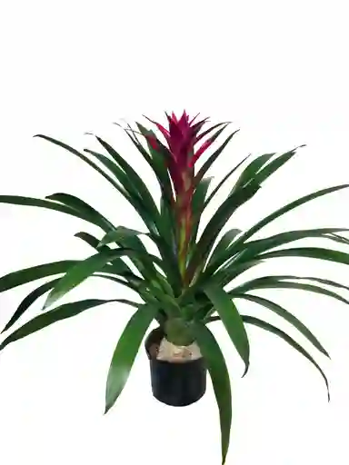 Bromelia Grande Morada