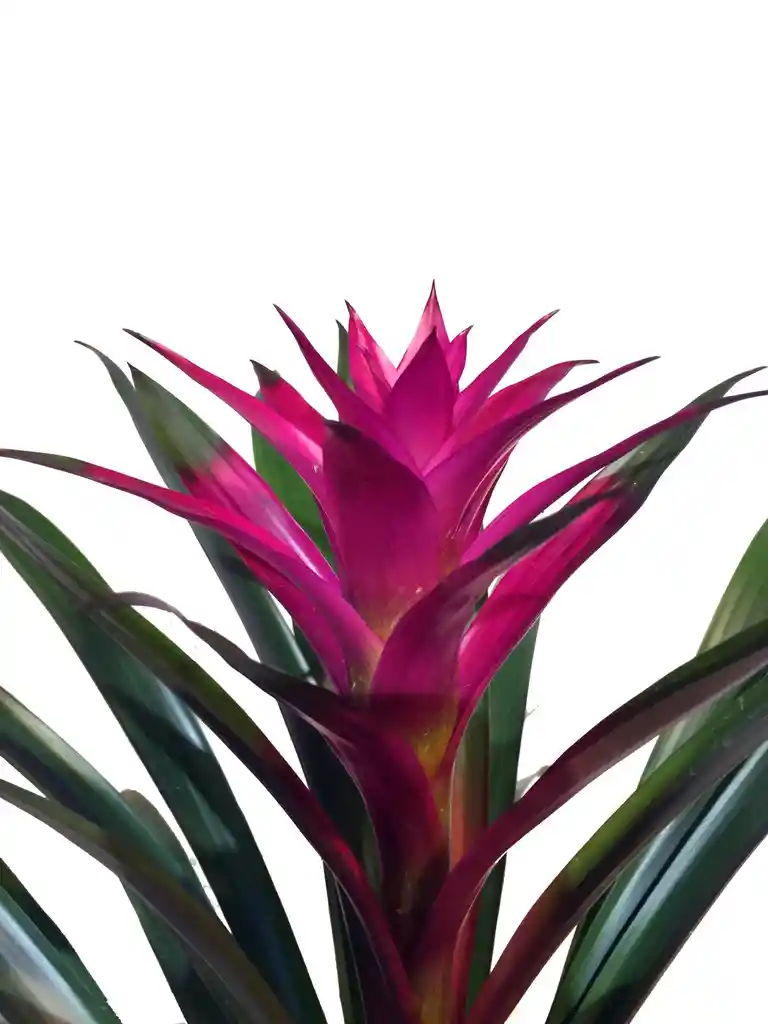 Bromelia Grande Morada