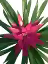 Bromelia Grande Morada