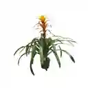 Bromelia Grande Amarilla