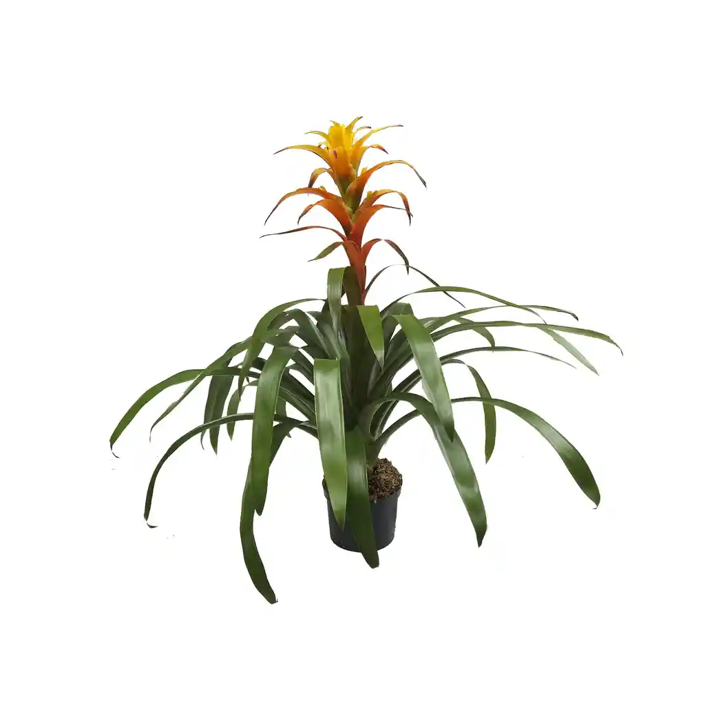 Bromelia Grande Amarilla