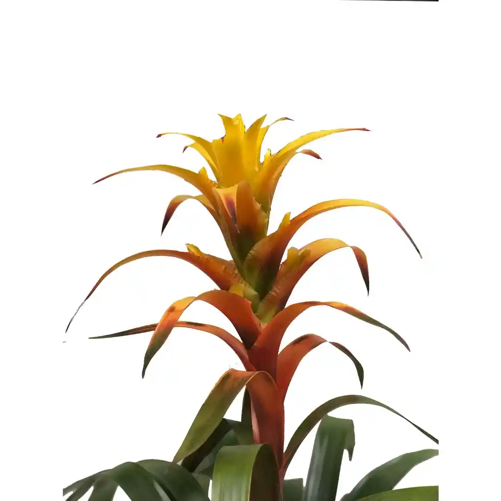 Bromelia Grande Amarilla