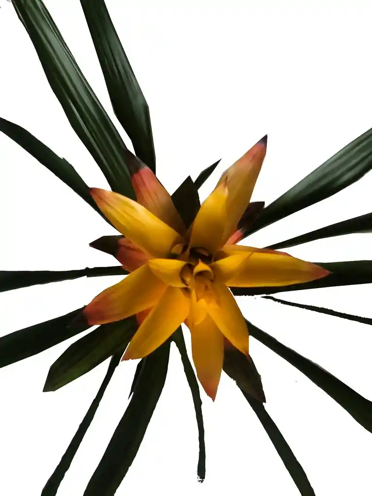 Bromelia Grande Amarilla