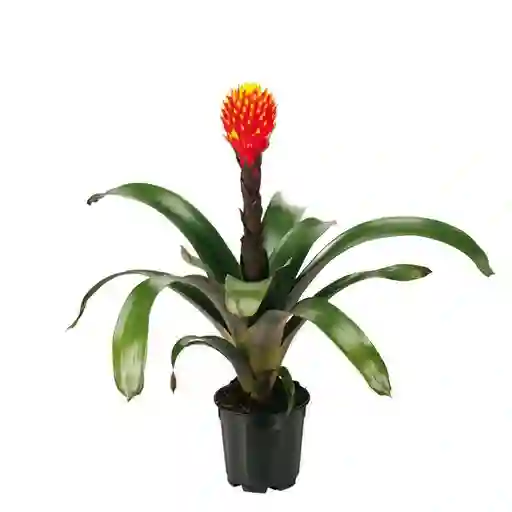 Bromelia Conifera