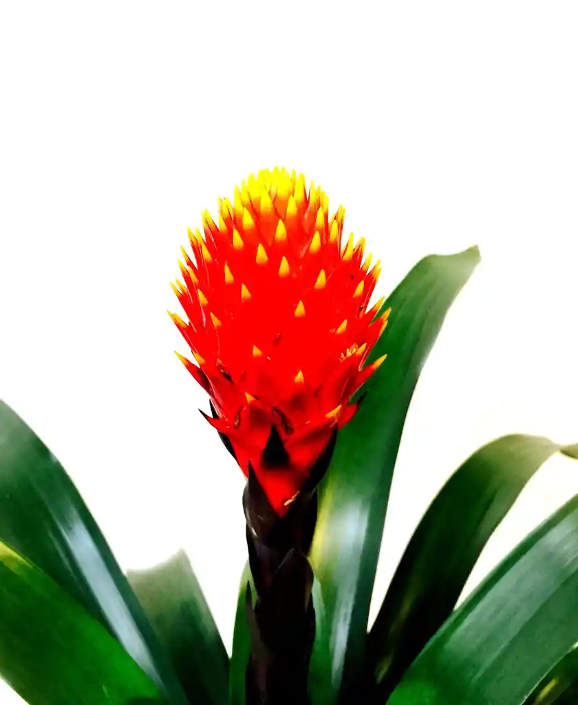 Bromelia Conifera