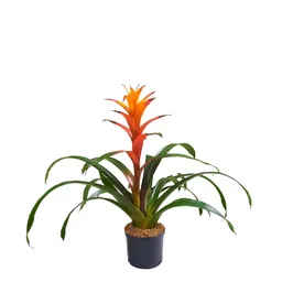 Bromelia Grande Naranja