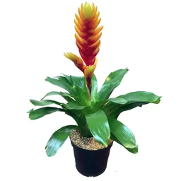 Bromelia Amarilla Pequeña