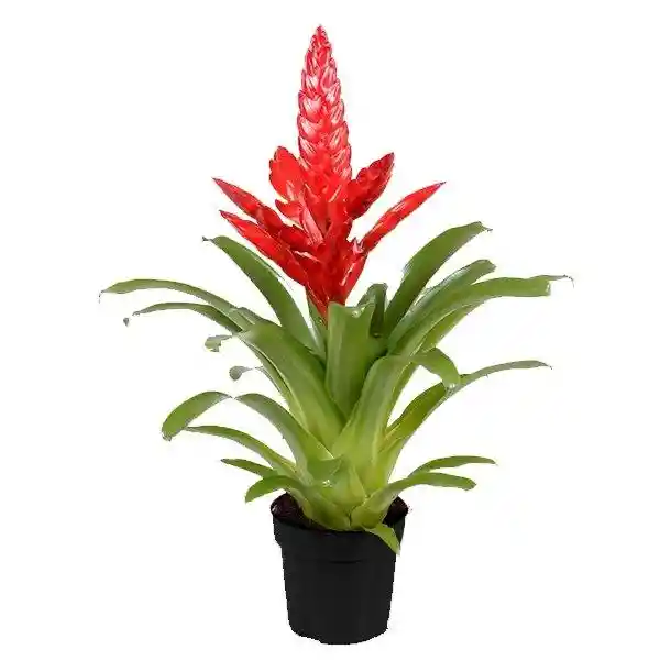 Bromelia Roja Pequeña