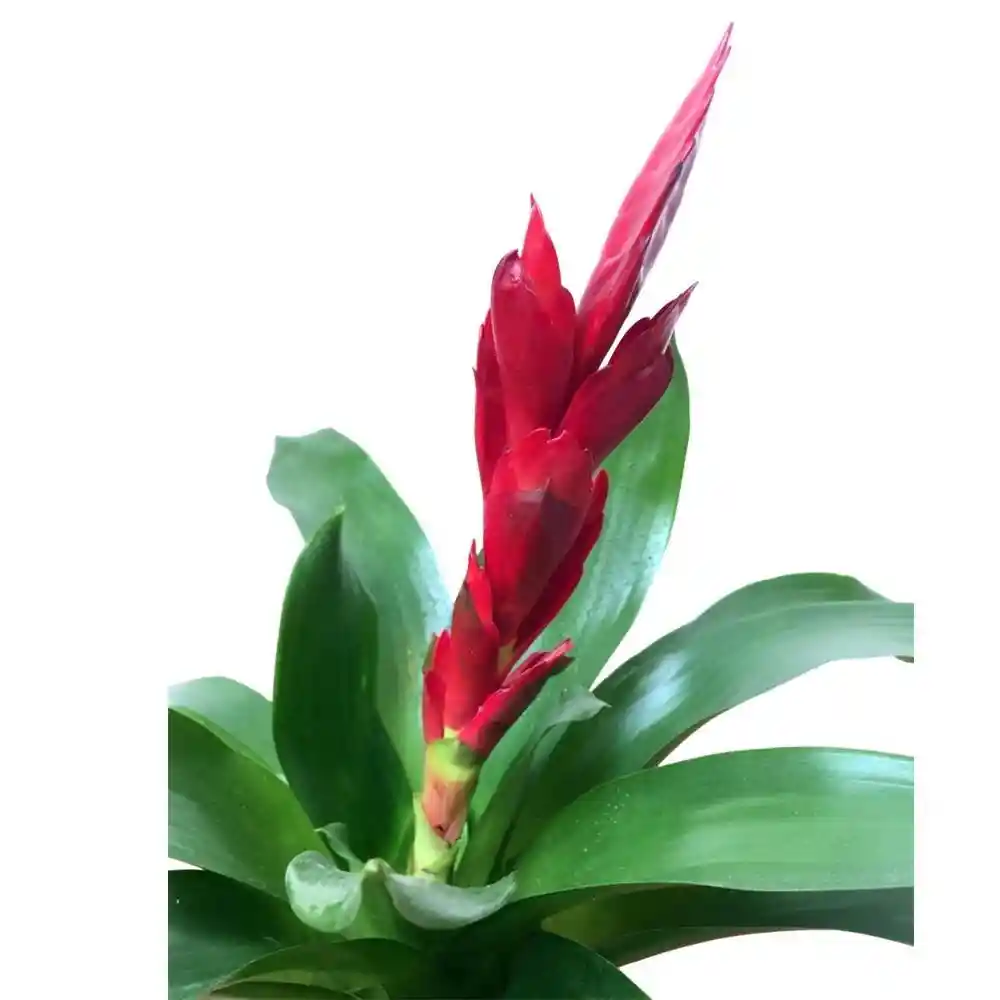 Bromelia Roja Pequeña