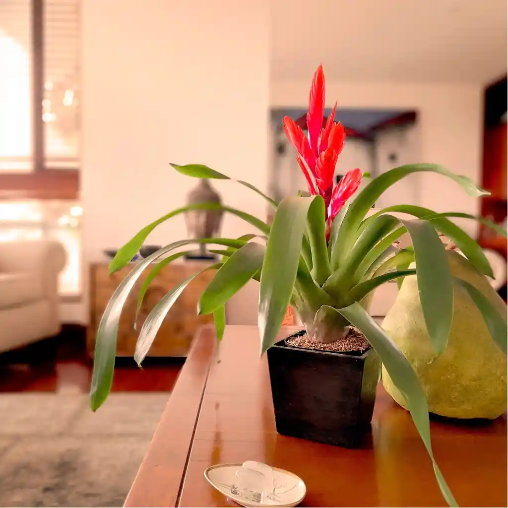 Bromelia Roja Pequeña