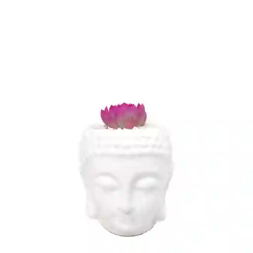 Buddha Con Suculenta - Fucsia