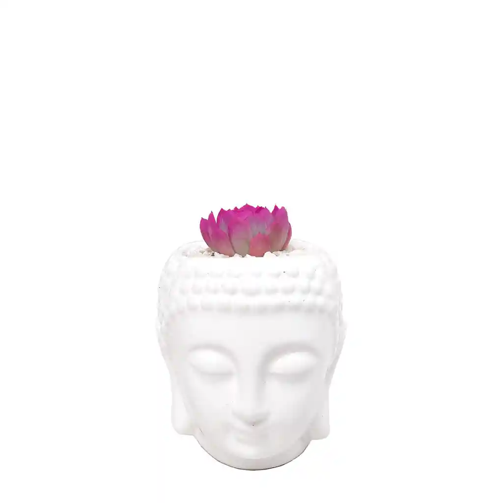 Buddha Con Suculenta - Fucsia