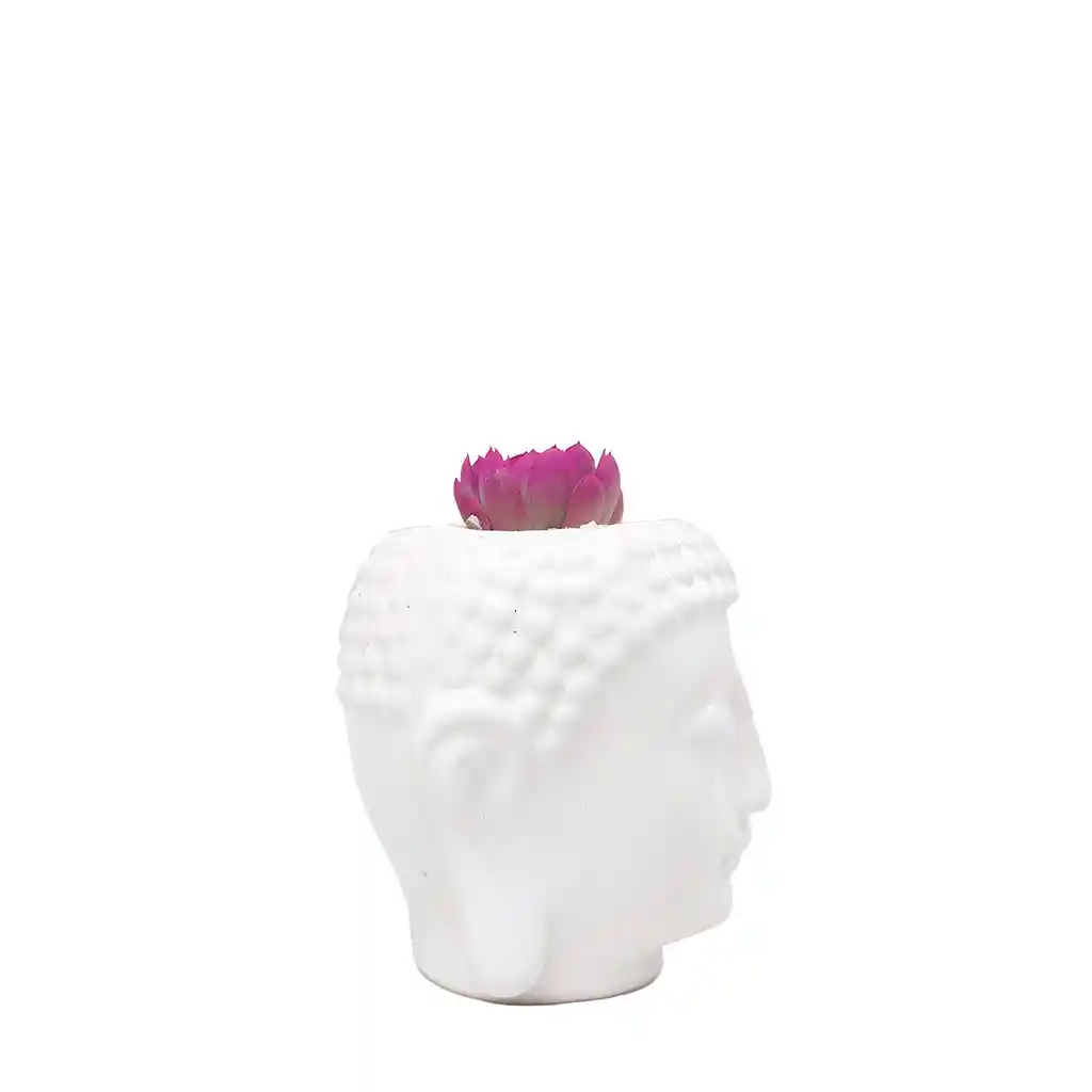 Buddha Con Suculenta - Fucsia