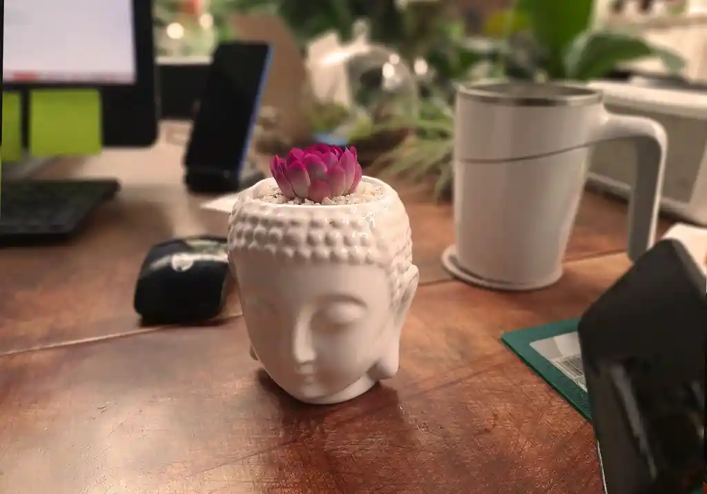 Buddha Con Suculenta - Fucsia