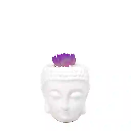 Buddha Con Suculenta Color Morado