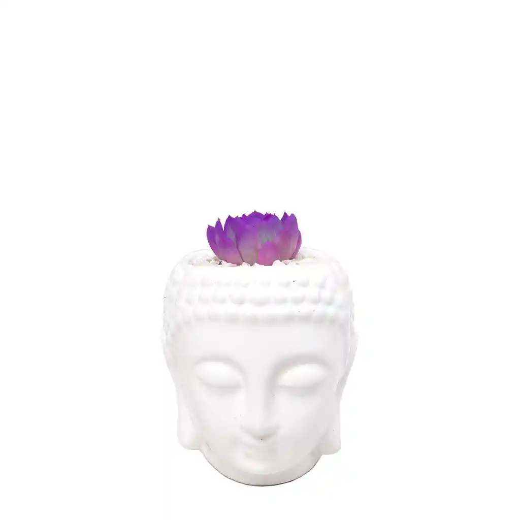 Buddha Con Suculenta Color Morado