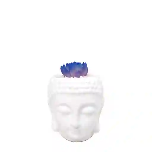 Buddha Con Suculenta De Color Azul