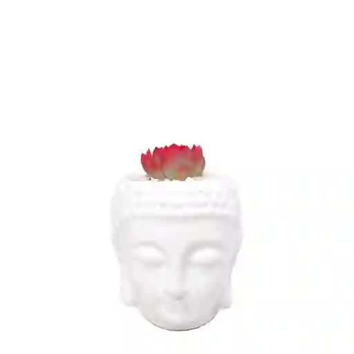 Buddha Con Suculenta De Color Rojo