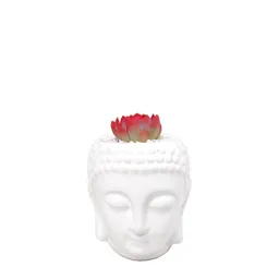 Buddha Con Suculenta De Color Rojo