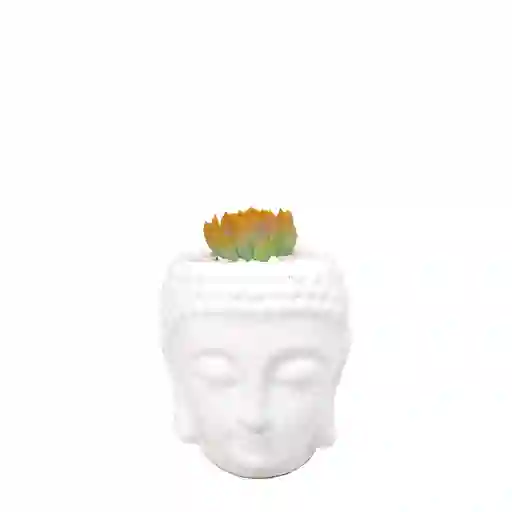 Buddha Con Suculenta De Color Amarilla