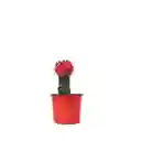 Cactus Coreano Rojo