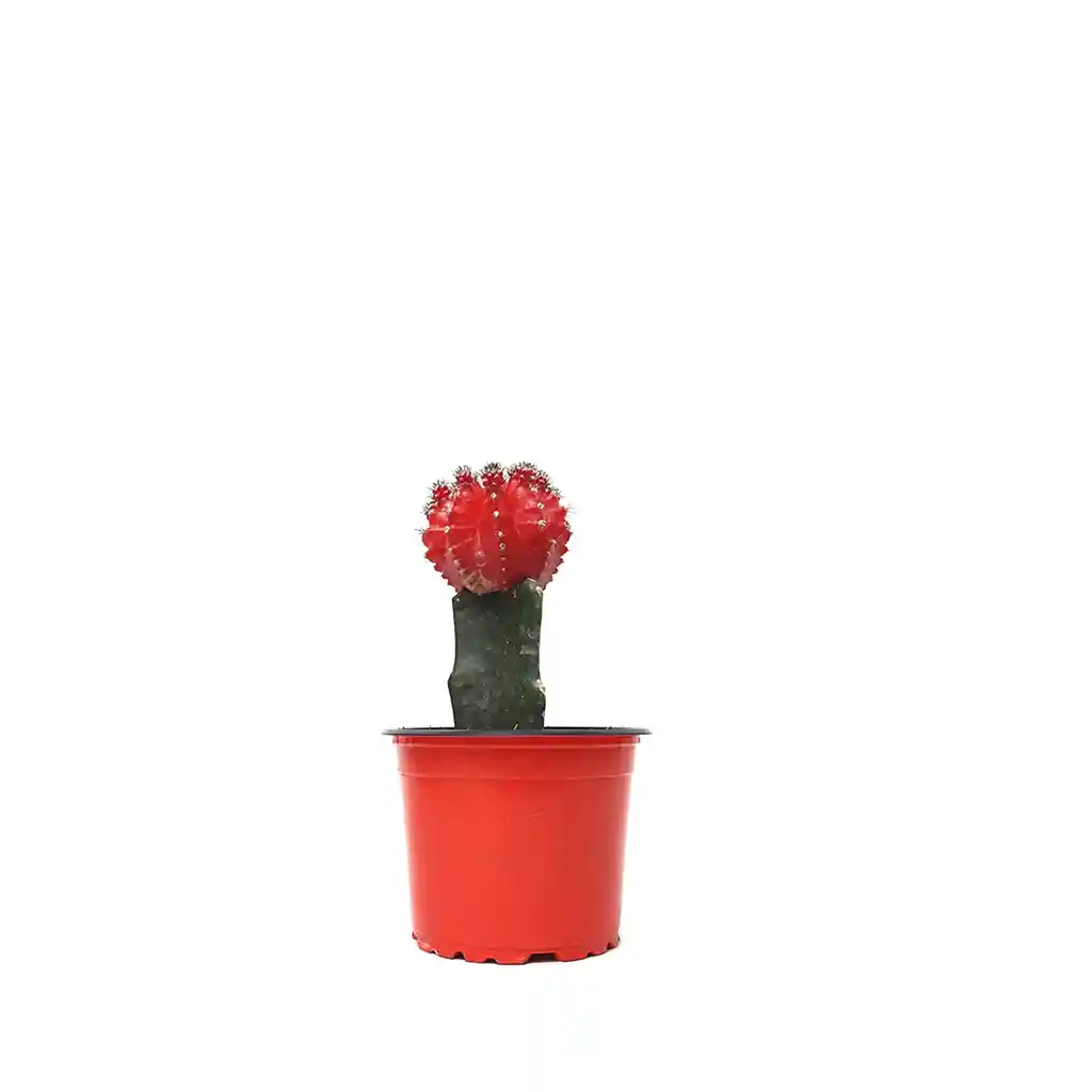 Cactus Coreano Rojo