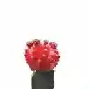 Cactus Coreano Rojo