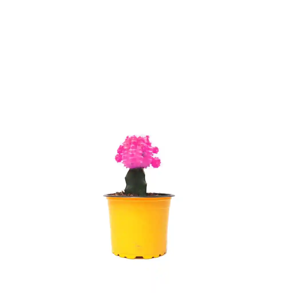 Cactus Coreano Fucsia