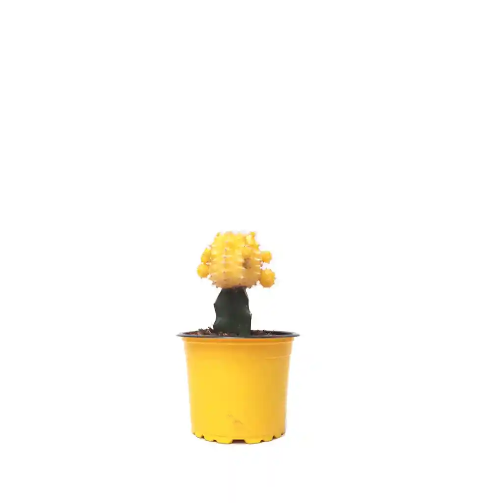 Cactus Coreano Amarillo