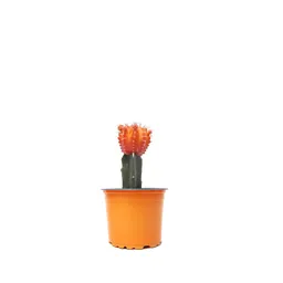Cactus Coreano Naranja