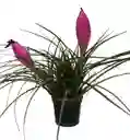 Tillandsia Paradise