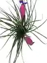 Tillandsia Paradise