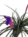 Tillandsia Paradise