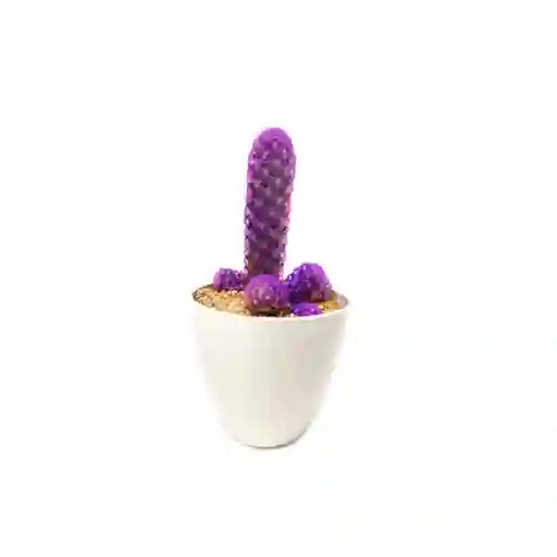 Cactus De Color Morado