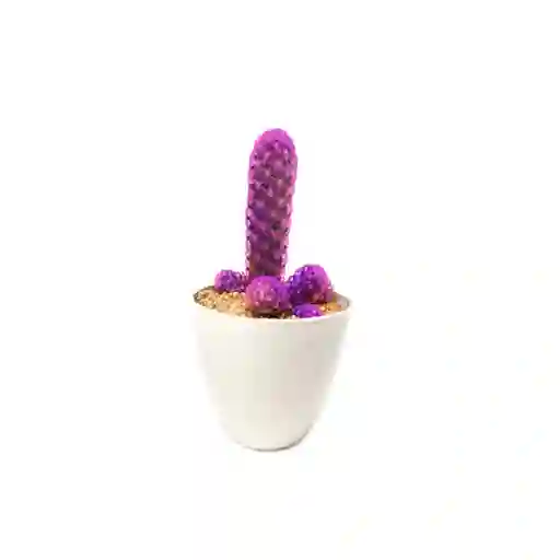 Cactus De Color Fucsia